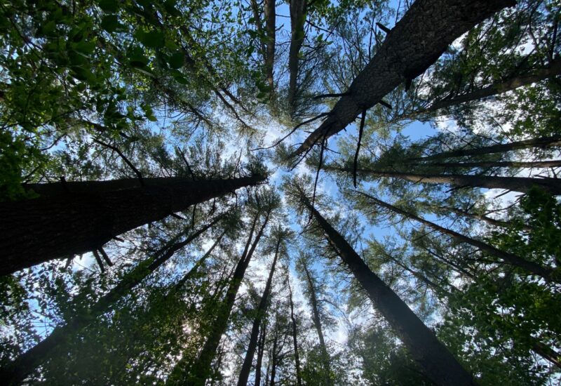Paradise In The Pines