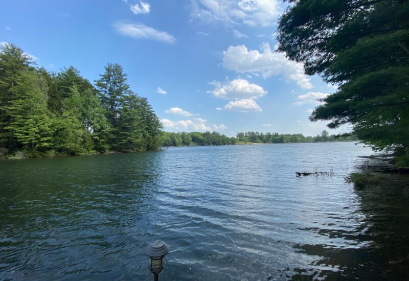 Paradise In The Pines