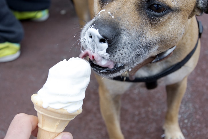 dog eating ice cream