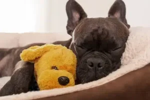 Dog-Friendly Things to Do in Lake George